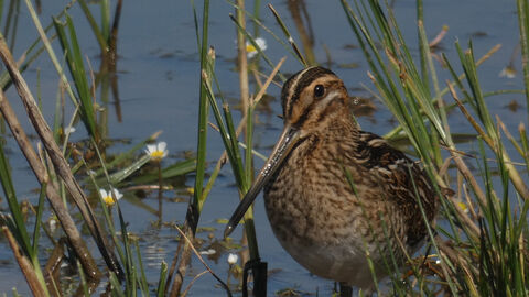 Common snipe wading