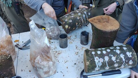 Two women drill holes in a small cut log