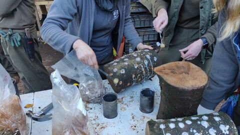 Two women drill holes in a small cut log