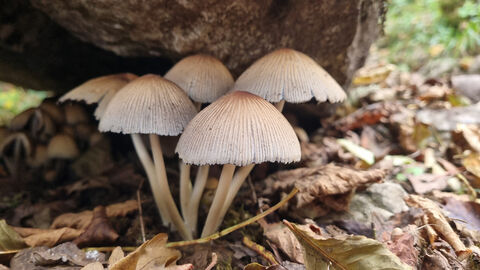fungi