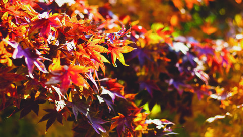Red and orange leaves
