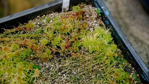 A close-up view of vibrant green and reddish-brown sphagnum moss growing in a black plastic tray filled with sandy soil.