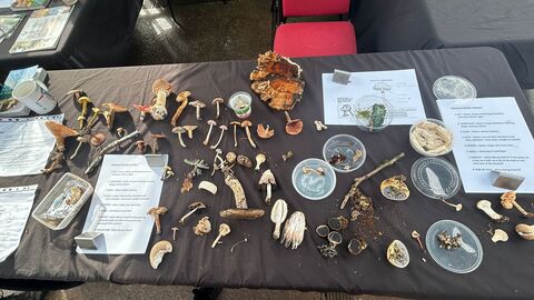 Fungi specimens laid out on a table