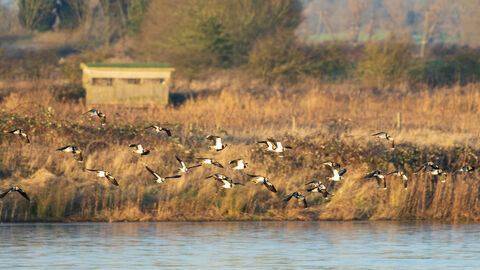 Lapwings landing