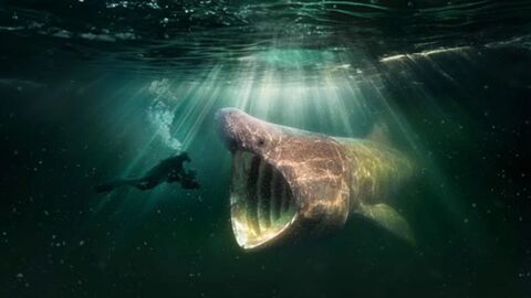 Man filming shark