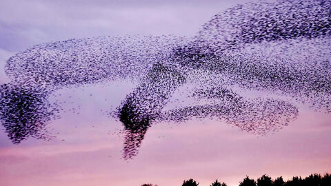 Starling Murmuration