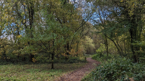 Woodland walk