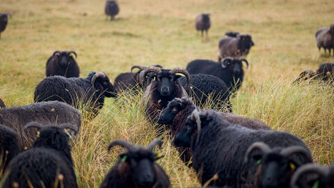 Sheep