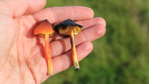 A hand holds two small mushrooms, one with a bright orange-red cap and stem, and the other with a dark brown to black cap and a yellow stem with brown bruising.