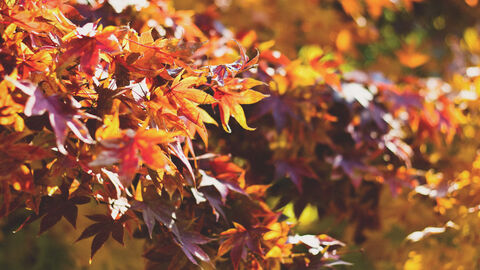 a close up of red and gold autumn leaves on a tree