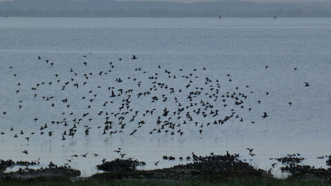 birds