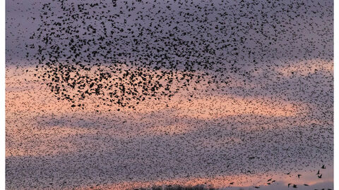 Murmurations Ripon City