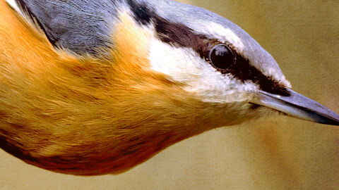 Nuthatch Andy Atkins