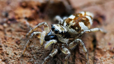 A close up Zebra spider