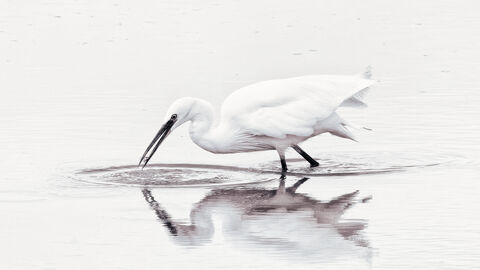 Egret