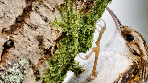 Nuthatch Andy Atkins