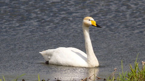 whooper