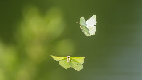 Butterflies