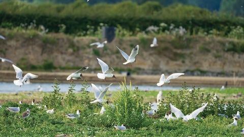 black head gulls