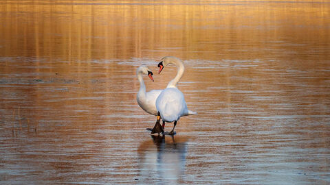 Two swans on a frozen lake