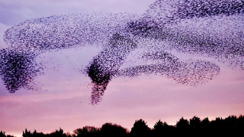Starling Murmuration at dusk 