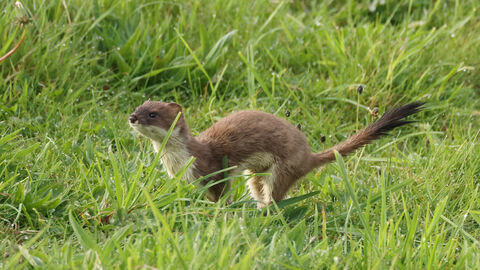 stoat