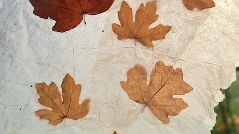 Pressed autumn leaves, in shades of brown and tan, are affixed to translucent, textured paper, creating a natural, dappled effect.