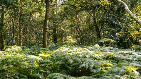 Ferns in the foreground with trees in the background. Covered in dappled sunlight
