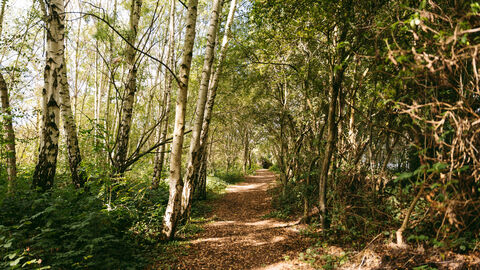 Footpath amongst silver birch trees 