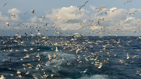 Gannets (c) Chris Gomersall