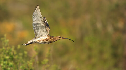 Curlew in flight above a summery grassland meadow. Photo by Jon Hawkins, Surrey Hills Photography