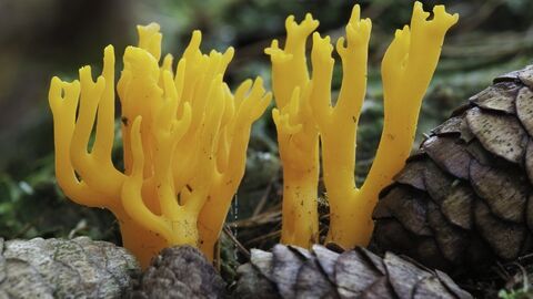 yellow stag horn fungi - yellow spikes sticking up vertically