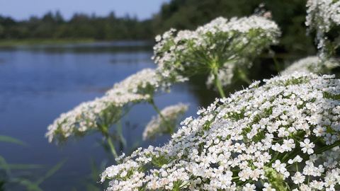 Greater water parsnip