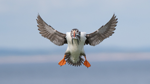 A puffin coming in to land with puffins in its mouth.