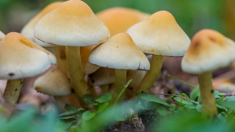 cluster of beige with orangey tips, sulphur tuft fungi on the green woodland floor