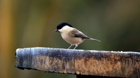 A willow tit stood on a log (C)Adam Jones