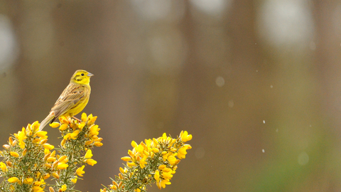 Yellowhammer on gorse