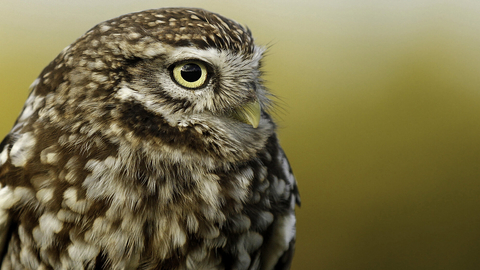 Little owl with faded orange background