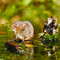 Water Vole - Elliott Neep