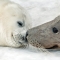 Grey Seals