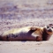 Common seal