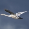 immature Mute Swan © Matty Laycock 2019