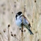 Reedbunting