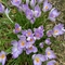 Crocus flowers (C) Claire Burton