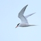 Common Tern © Allen Holmes 2021