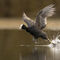 A coot preparing to take flight