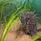 Spiny Seahorse In Seagrass