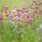 Purple, pink and yellow wildflowers by Jon Hawkins