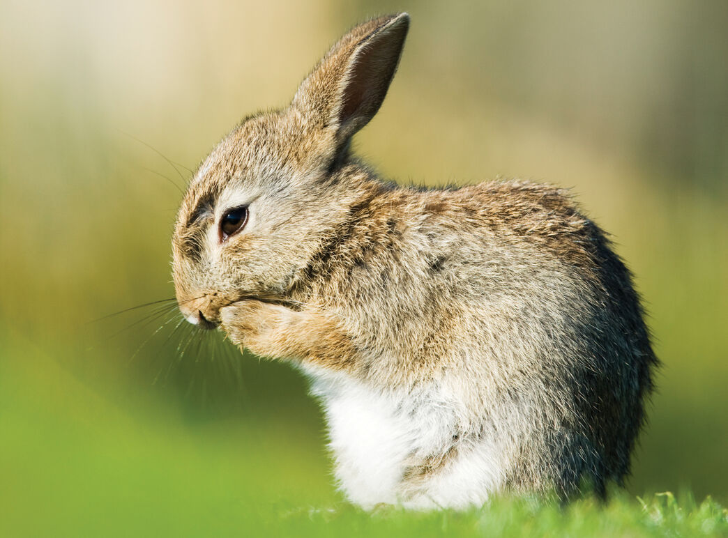 Littleworth Park | YWT