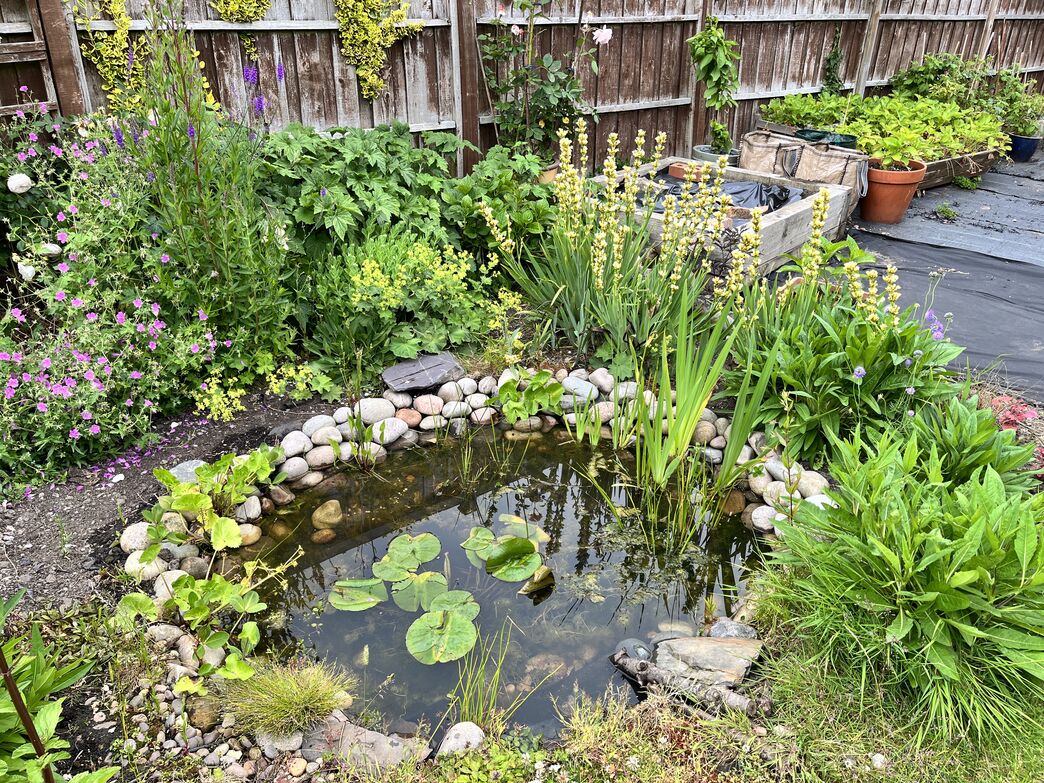 Small wildlife pond with stones and dense marginal planting